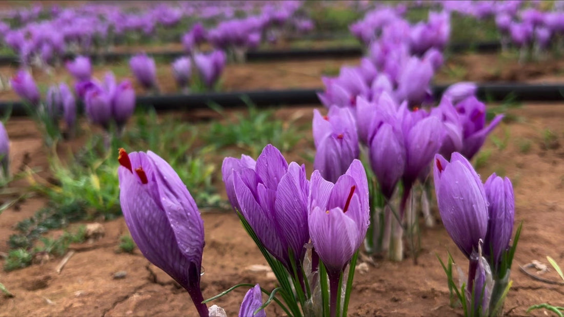 Safran de Taliouine : l'histoire de l'or rouge marocain